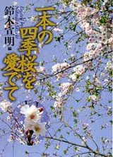 画像: 一本の四季桜を愛でて